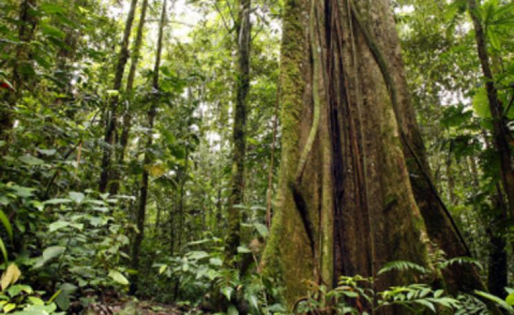 Ecuadorian Rainforest