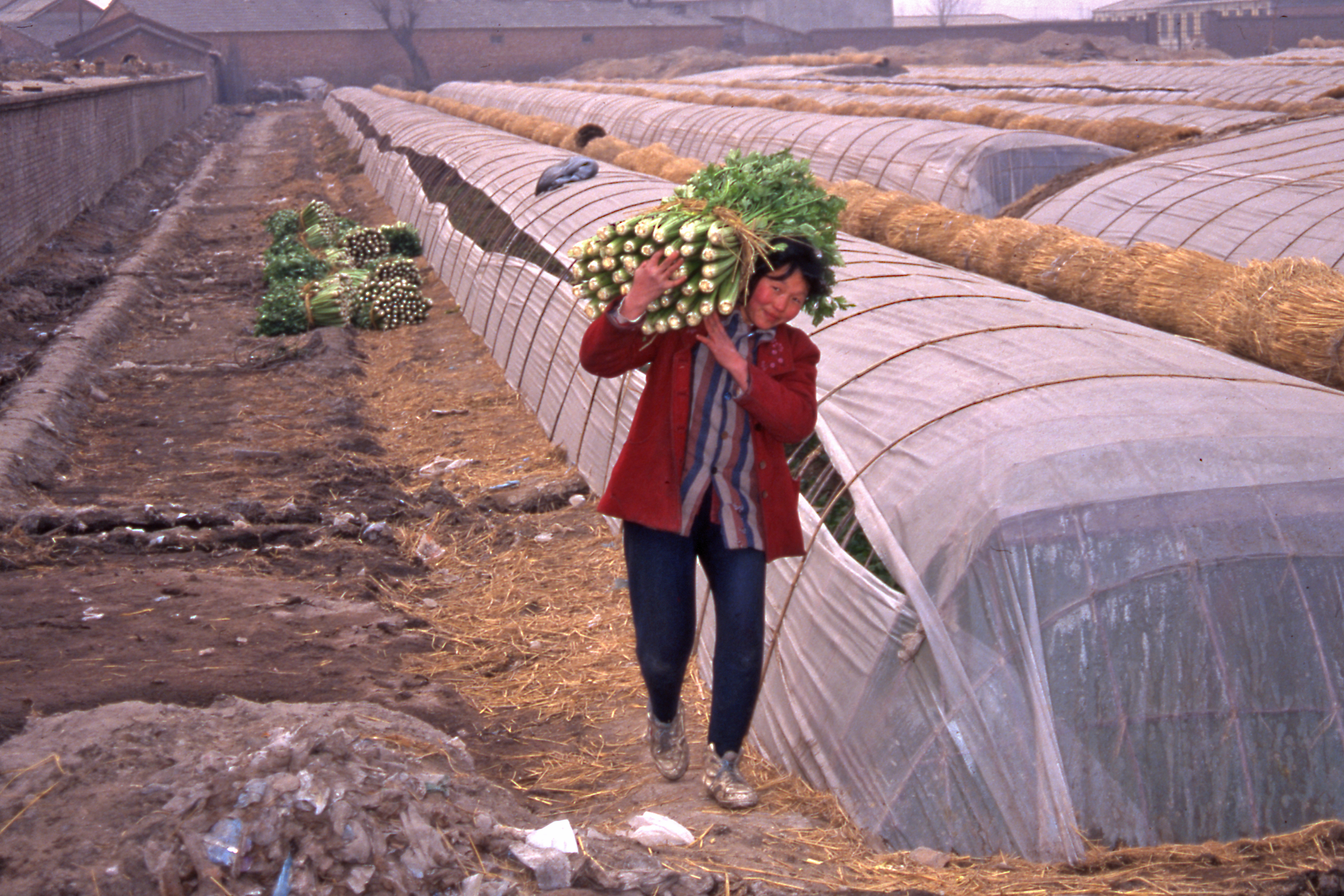 Chinese food production