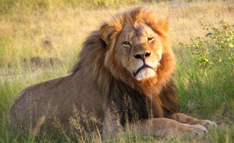 Cecil the lion, photographed in April 2010 in Hwange National Park, Zimbabwe. Photo: Daughter#3 via Flickr (CC BY-SA).