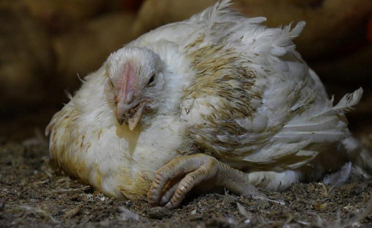 A chicken with a deformed bill appears unwell while living at a farm supplying Nando's, Lidl and Asda. (c) Animal Equality International