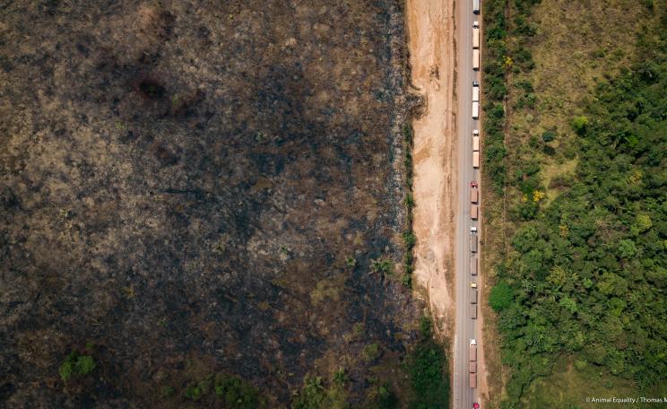 Amazon deforestation driven by animal farming