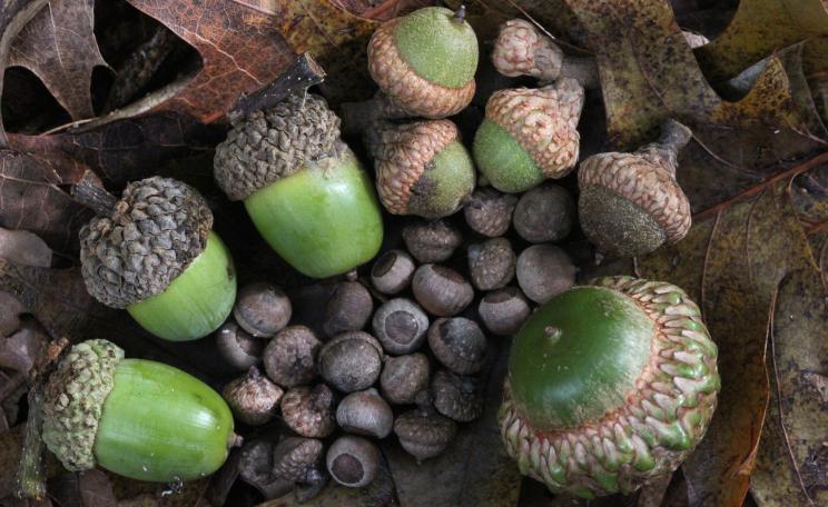 Acorns