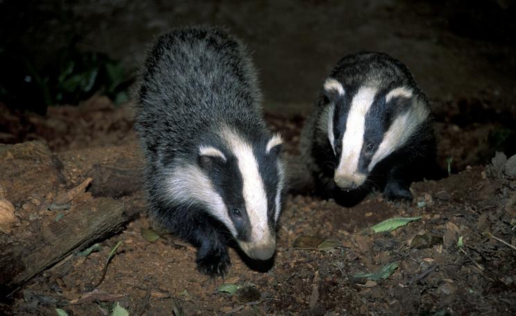 Badger