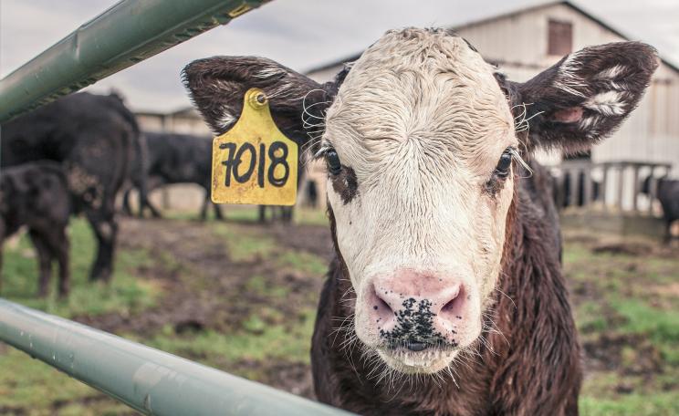 Young calf in a field