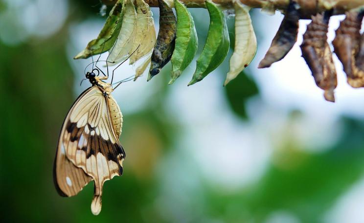 Butterfly breaking free from cocoon