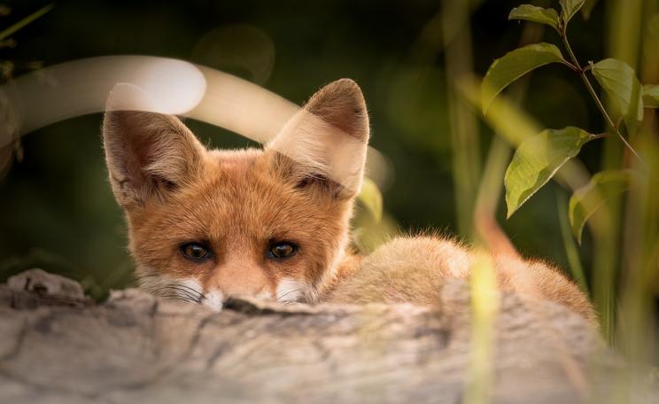 Fox cubs