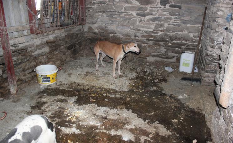 A dog in a barn