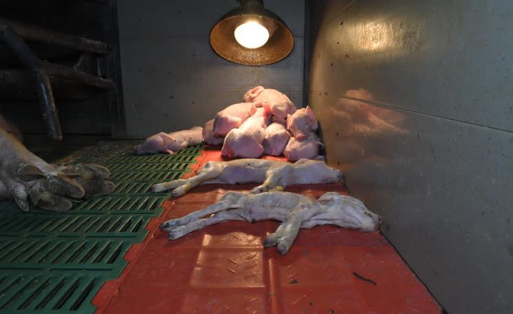 Abused pigs at Flat House Farm, Leicestershire