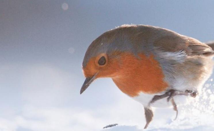 Robin in snow