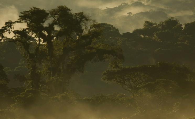 Los Cedros Forest Reserve. Photo: Rainforest Information Centre