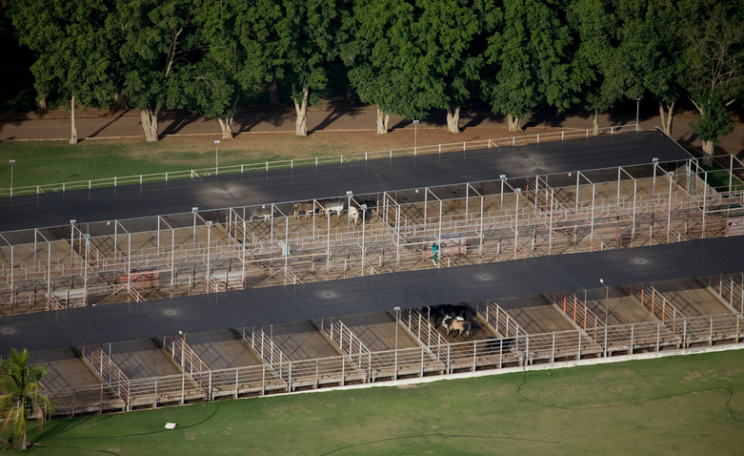 JBS Slaughterhouse Cattle in the Amazon