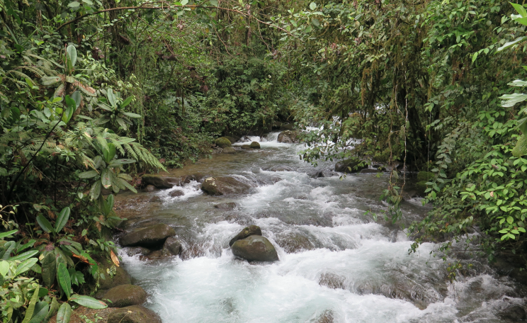 Los Cedros